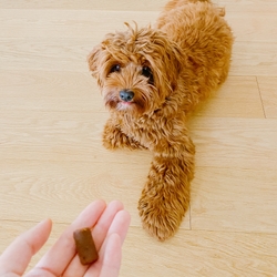 Dog Supplements: What Are They and Which To Use for Your Dog