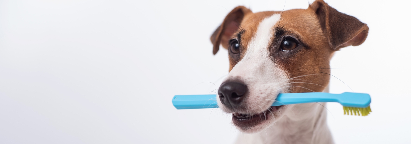 Dog Teeth: How Many Teeth Do Dogs Have & Can They Lose Them?