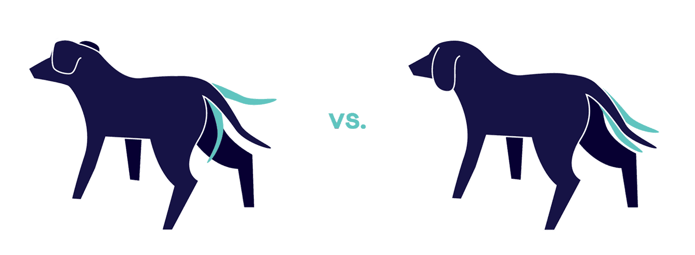 Illustrations of dogs wagging their tails with broad versus short strokes