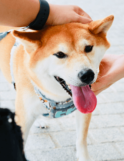 Petting your dog could lower your stress levels