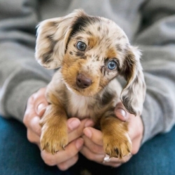 New Puppy Checklist 2022: Everything You Need for Your New Puppy