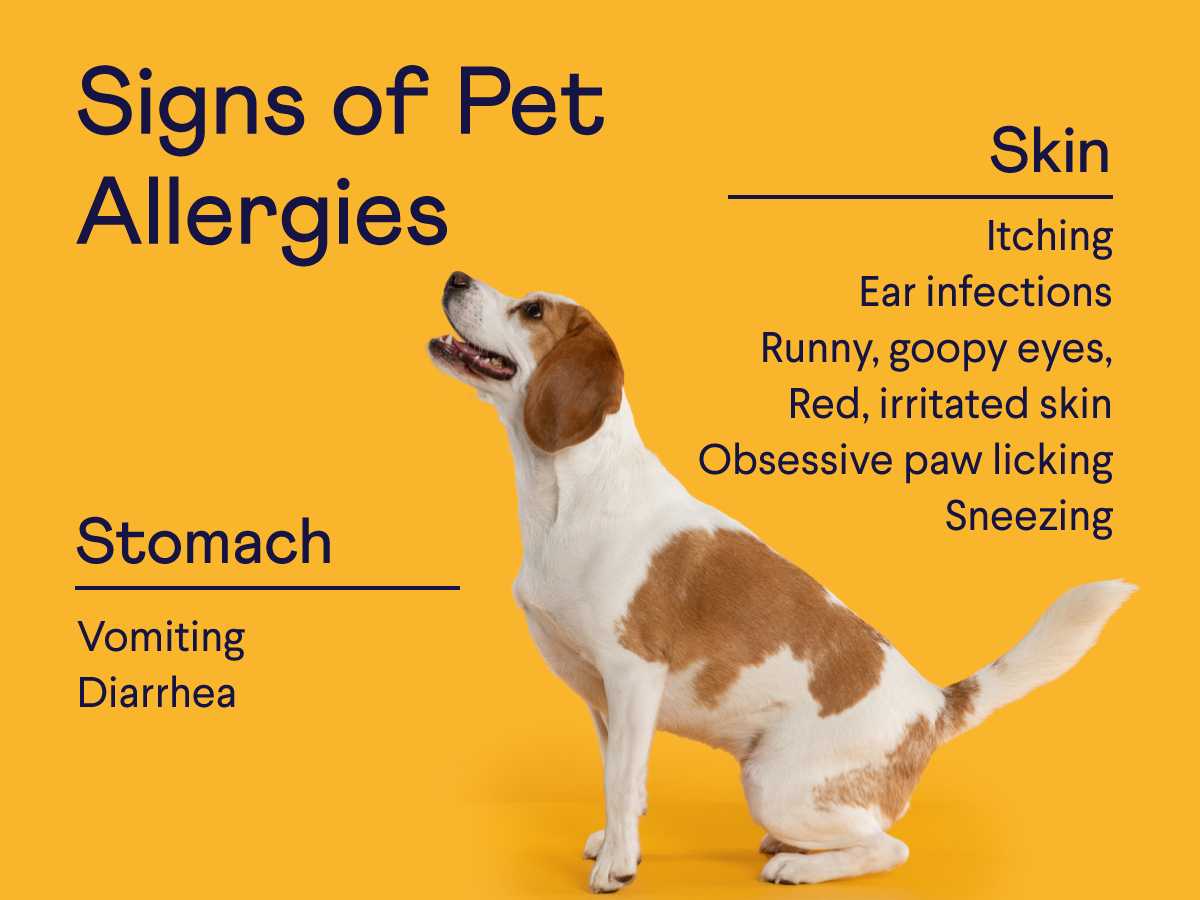 5 Best Dog Foods For Allergies 2022
