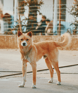 Image of dog standing and wagging tail