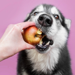Can Dogs Eat Apples? Here's What Happens.