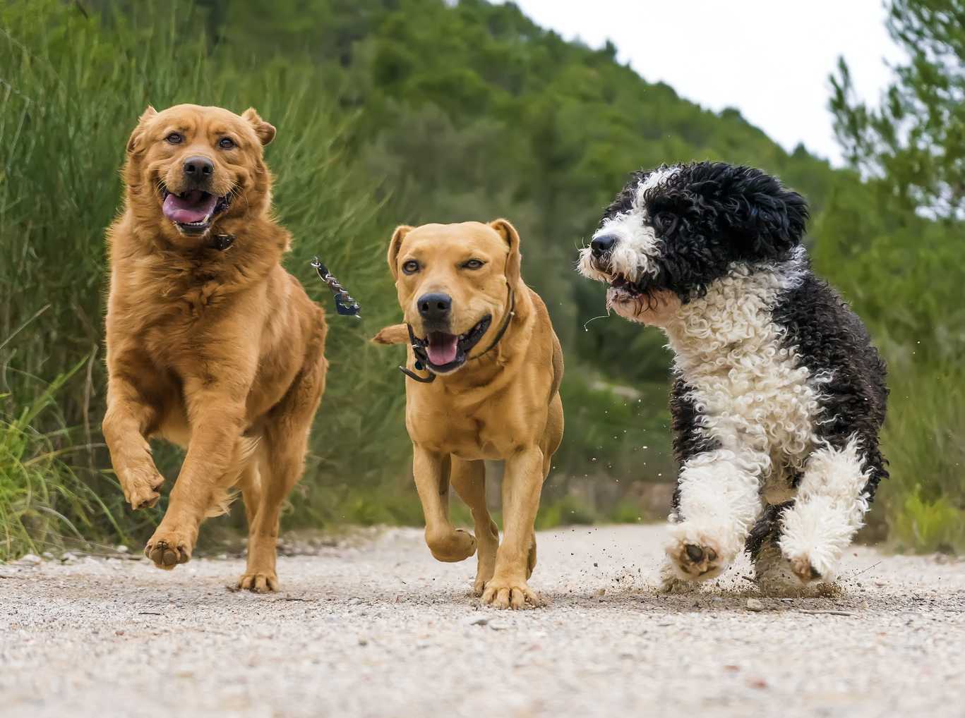 Many breeds make fantastic running companions.