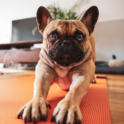 Doga: Dog Yoga And How To Practice With Your Dog