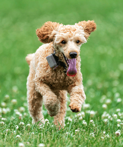 Doodle dog running in the grass outside with electric fence collar on