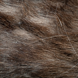 Dog Dandruff: Causes and Treatments