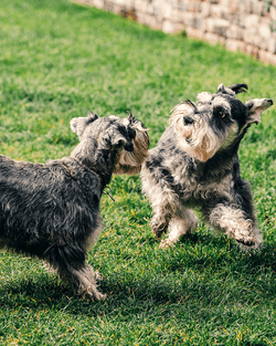 How can glucosamine help support your dog's joint health?