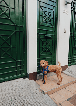 Poodle dog standing outside in front of green door