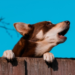  Dog Howling: Why Do Dogs Howl and What To Do About It If It’s Excessive?