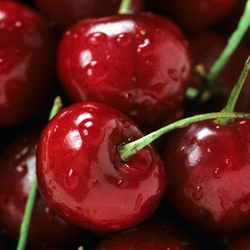 Can Dogs Eat Cherries: Is It Safe for Dogs?