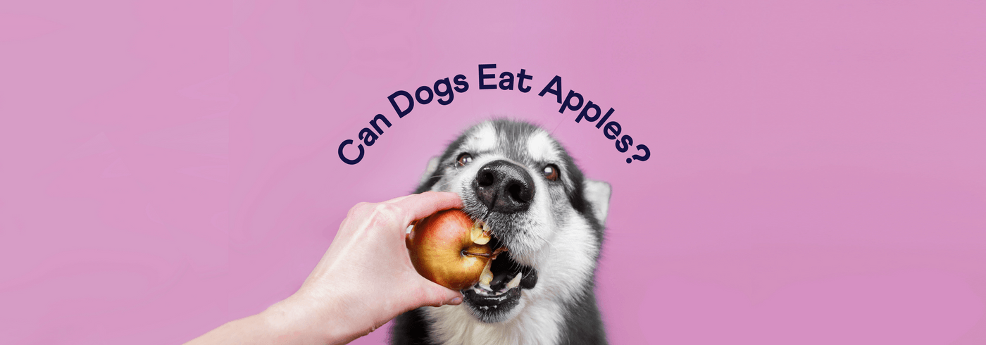 Can Dogs Eat Apples? Here's What Happens.
