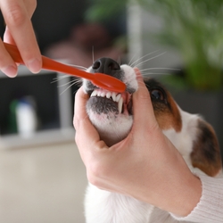 How Often Dogs Need Teeth Cleaned