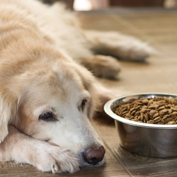 Pancreatitis in Dogs: Causes, Diagnosis & Treatments