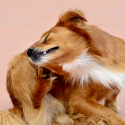 The Best Dog Allergy Supplement For Dogs With Itchy Skin