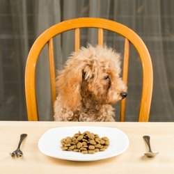 Dog Won't Eat: Possible Causes & Solutions