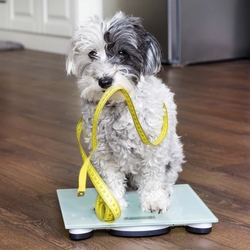 Fat Dog: How To Tell If Your Dog Is Out of Shape