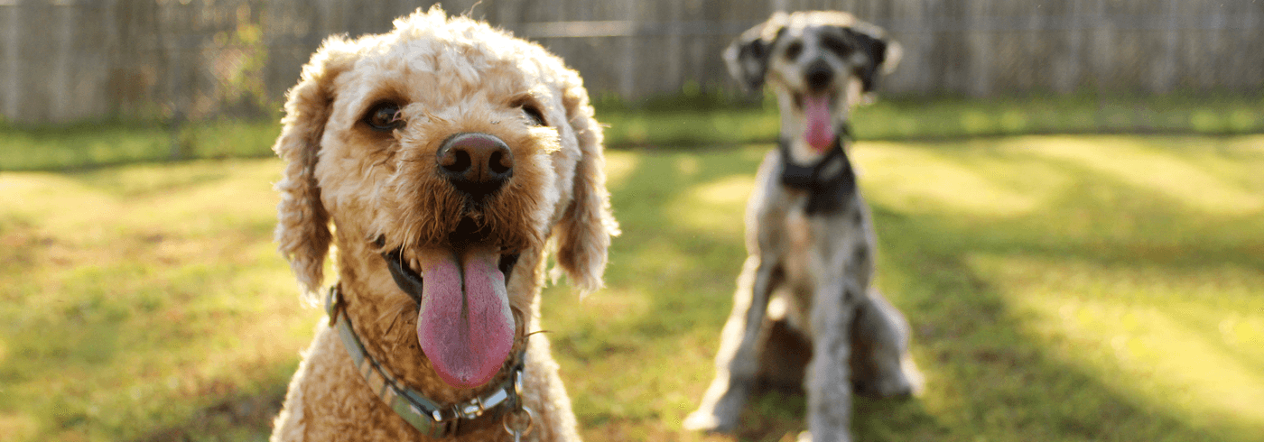 Golden poodle dog panting with tongue sticking out