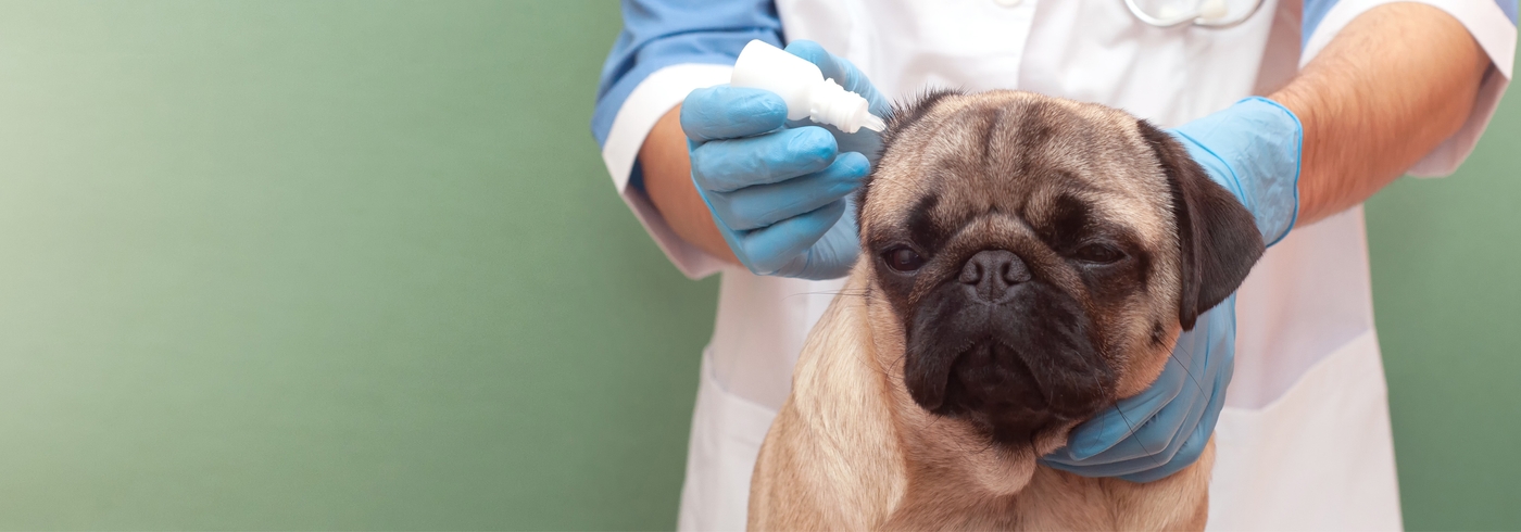 Dog Ear Infection: Causes, Diagnosis, and Treatments