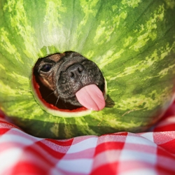 Can dogs eat watermelon?