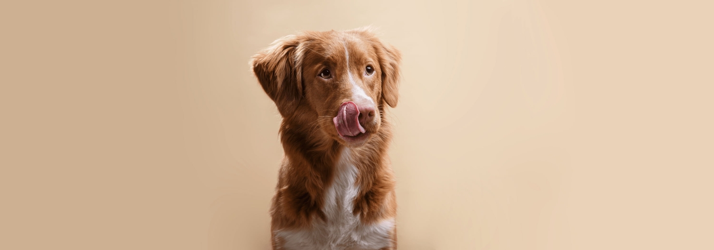 5 Best Dog Foods for Allergies (2022)