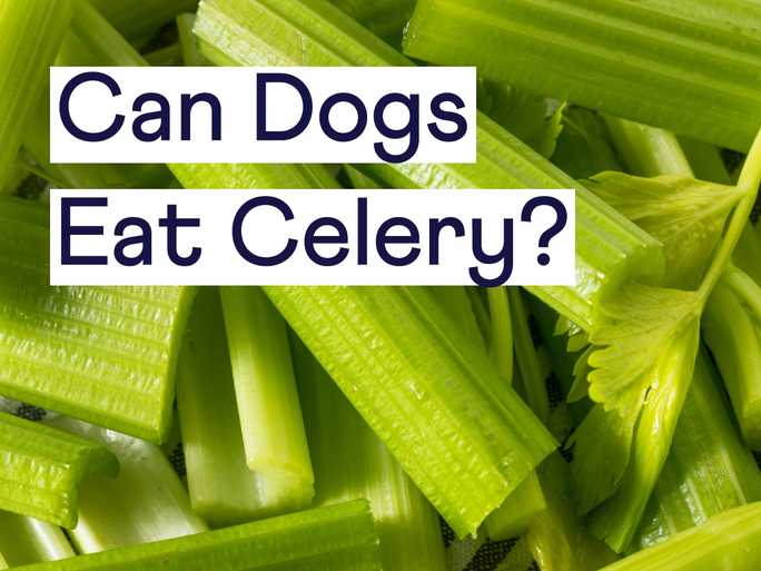 Can Dogs Eat Celery?