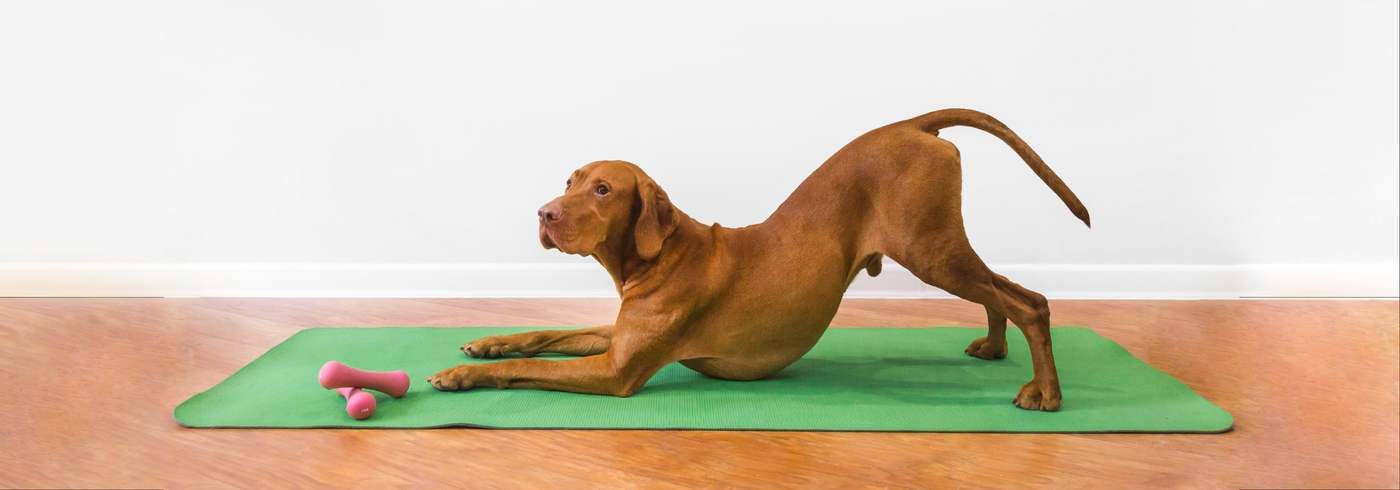 Dog Yoga And How To Practice With Your Dog