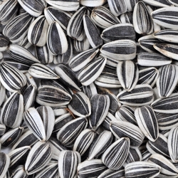 Can Dogs Eat Sunflower Seeds? Yes, But Watch Out For This..