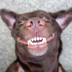 Dog Teeth: How Many Teeth Do Dogs Have & Can They Lose Them?