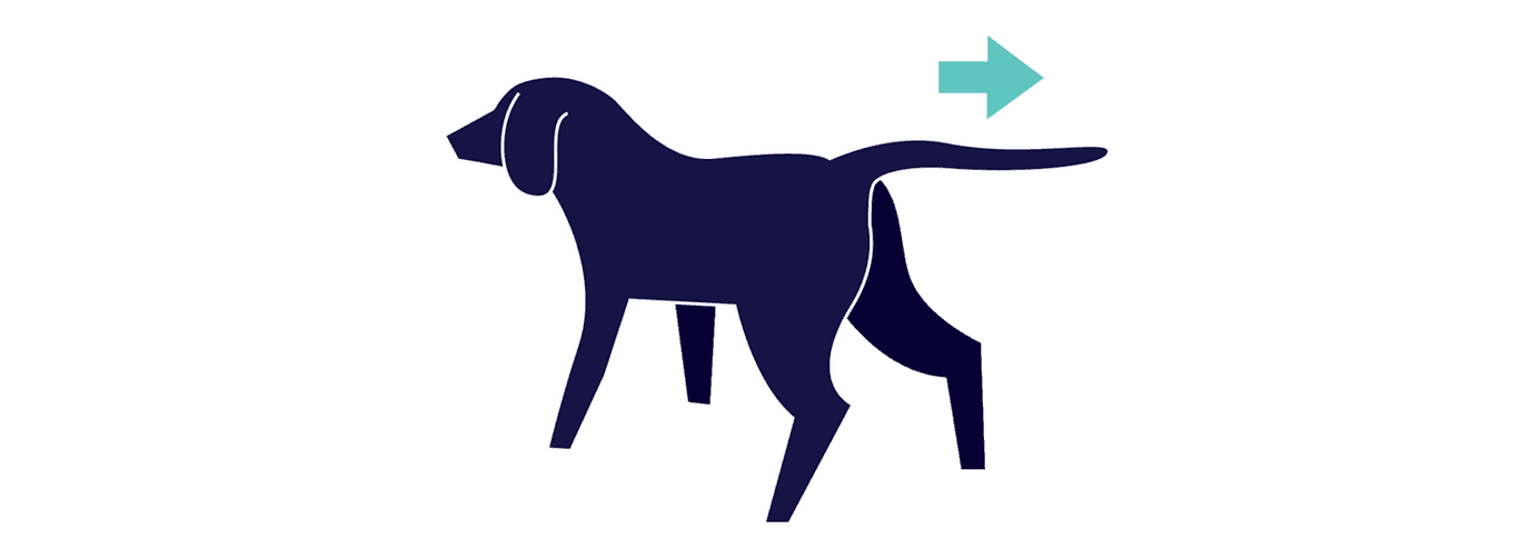Illustration of dog standing with nail pointing out directly to the back