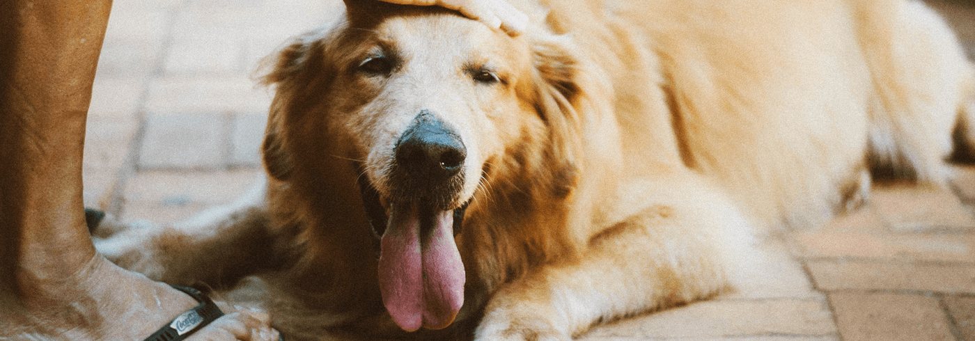 10 Dog Breeds That Love To Smile