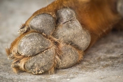 Your Guide on How To Treat Dog Hyperkeratosis