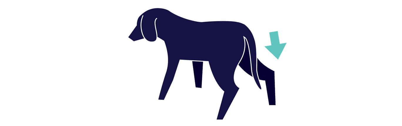 Illustration of dog with tail between legs