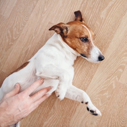  Bloat in Dogs: Causes, Diagnosis & Treatments