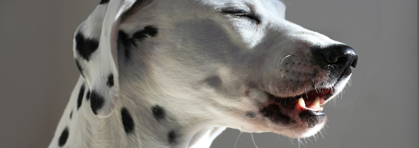 Dog Coughing: Causes, Diagnosis, and Treatment