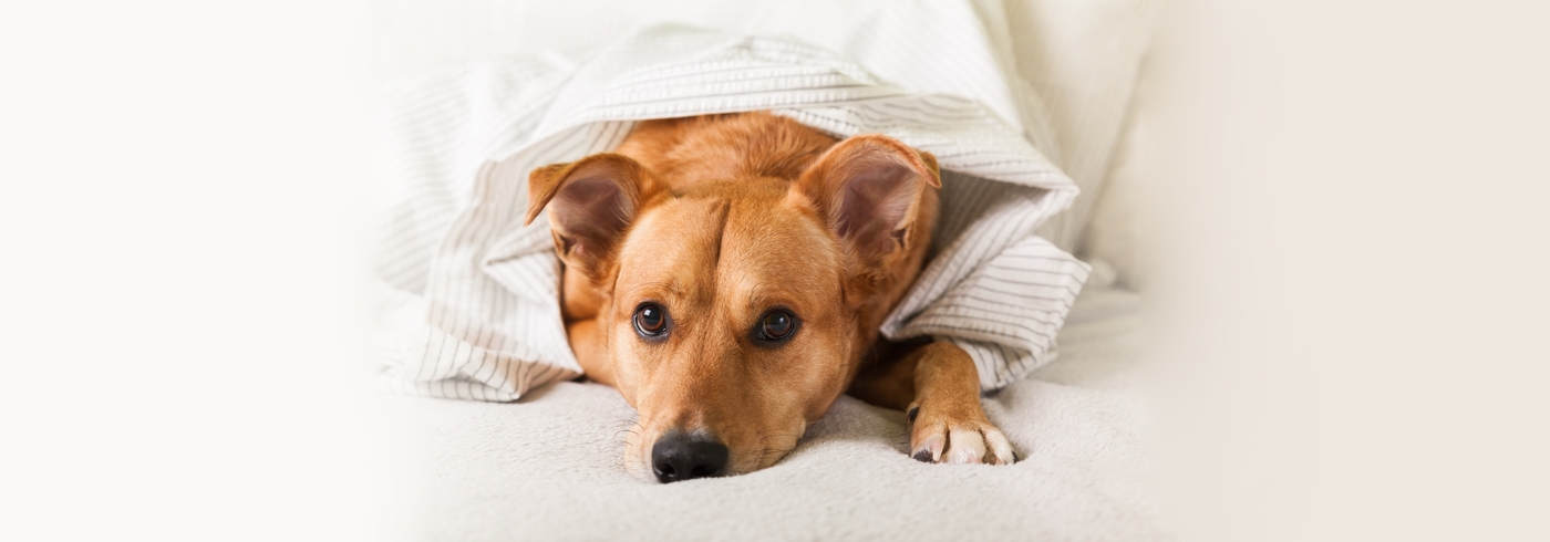 An In-Depth Guide on Ideal Temperature for Dogs