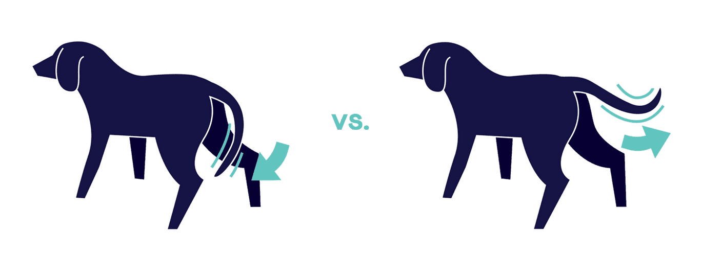 Illustration of dogs wagging tail to left and right