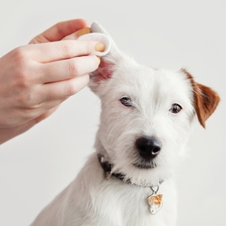 Dog Ear Infection: Causes, Diagnosis, and Treatments
