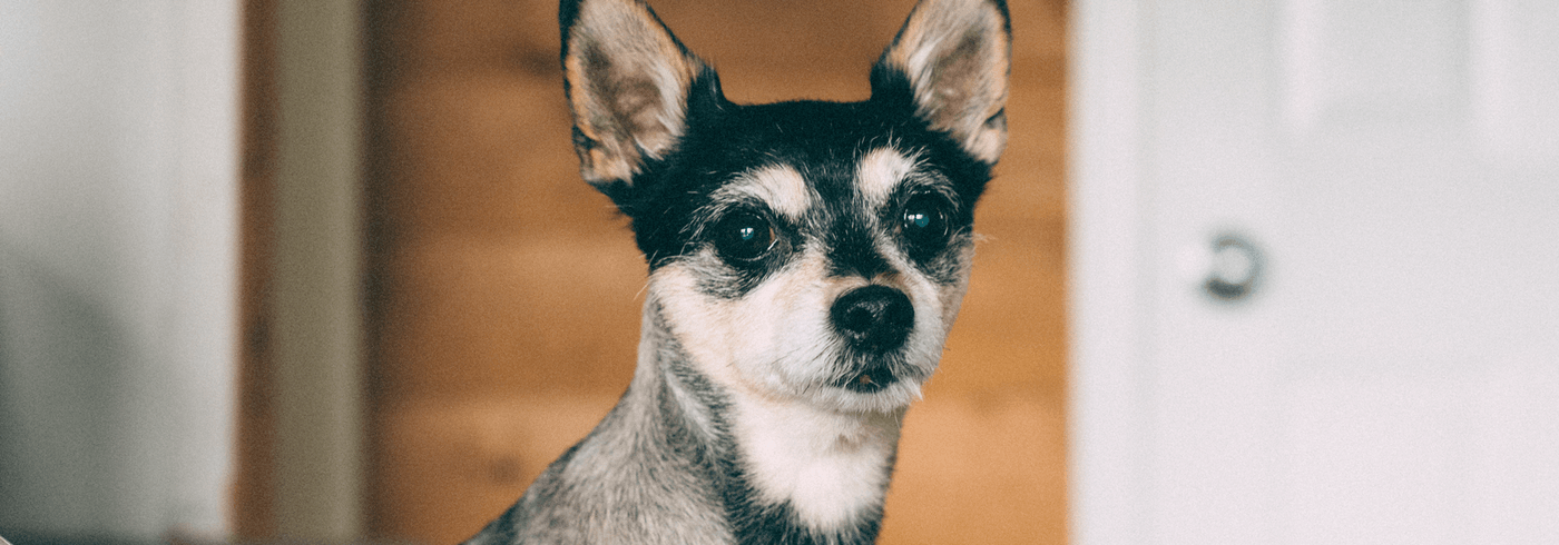 Smallest Dog in the World: Top 8 Smallest Dog Breeds