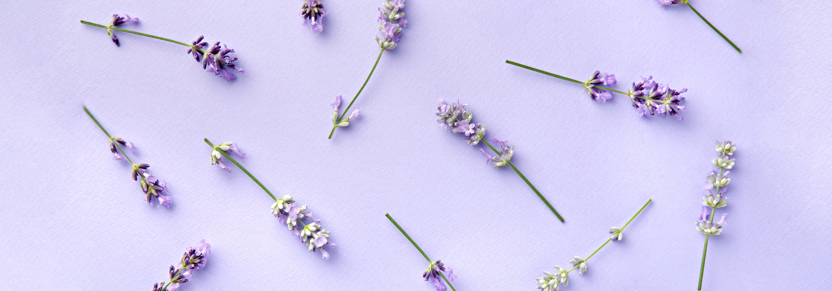 Is Lavender Safe for Dogs?