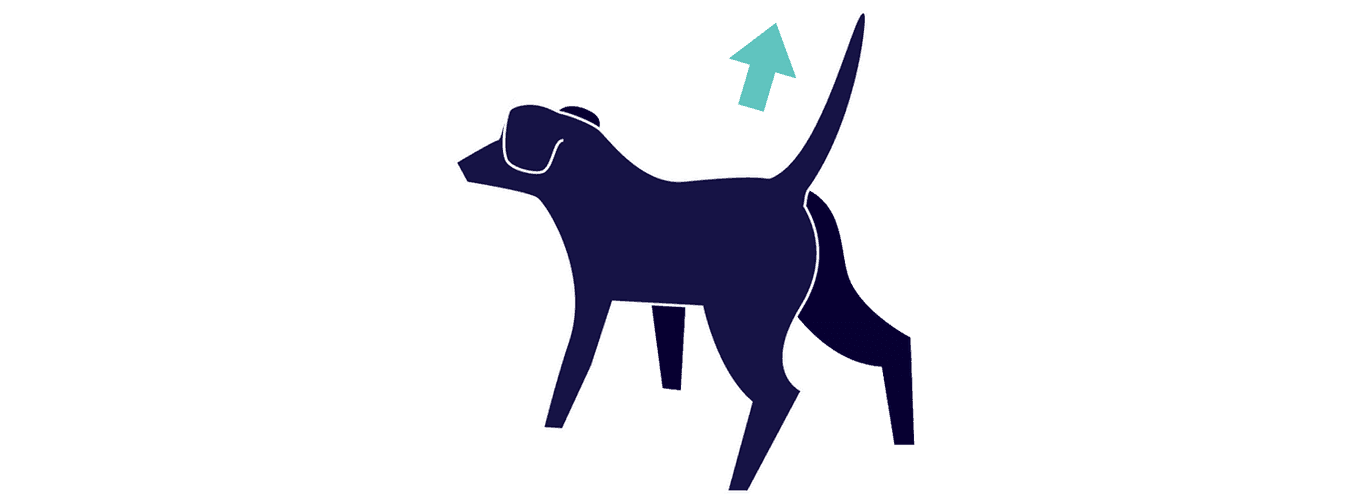 Illustration of dog with tail held high in the air